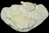 Cystoid (Holocystites) Fossil - Indiana #186790-1